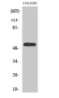 Western blot analysis of various cells using HisRS Polyclonal Antibody diluted at 1:2000 STJ93504