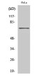 Western Blot analysis of various cells using HKR1 Polyclonal Antibody. Cells nucleus extracted by Minute™ Cytoplasmic STJ93541