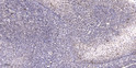 Immunohistochemical analysis of paraffin-embedded human tonsil. 1, Antibody was diluted at 1:200 (4° overnight). 2, STJ93595