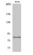 Western blot analysis of various cells using HSL Polyclonal Antibody diluted at 1：1000