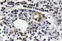 Immunohistochemistry analysis of IFN-Gamma antibody in paraffin-embedded human lymph node tissue.