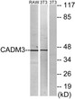Western blot analysis of lysates from NIH/3T3 and RAW264.7 cells, using CADM3 Antibody. The lane on the right was STJ93659