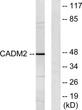 Western blot analysis of lysates from HepG2 cells, using CADM2 Antibody. The lane on the right was blocked with the STJ93661