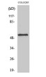 Western blot analysis of various cells using KCNG2 polyclonal antibody STJ93819