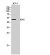 Western blot analysis of MCF-7 cells using KCNG3 Polyclonal Antibody