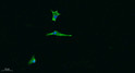 Immunofluorescence analysis of A549. 1, Primary antibody was diluted at 1:200 (4℃ overnight). 2, Goat Anti Rabbit IgG STJ93892