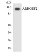 Western blot analysis of the lysates from COLO205 cells using ARHGEF2 antibody.