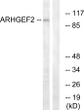 Western blot analysis of lysates from RAW264.7 cells, using ARHGEF2 Antibody. The lane on the right is blocked with the synthesized peptide.
