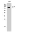 Western blot analysis of A549 cells using LHR polyclonal antibody STJ93923