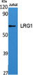 Western blot analysis of various cells using LRG1 polyclonal antibody STJ93953