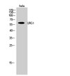 Western blot analysis of HeLa cells using LRG1 Polyclonal Antibody STJ93953