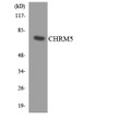 Western blot analysis of the lysates from K562 cells using CHRM5 antibody.