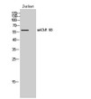 Western blot analysis of Jurkat cells using mAChR M5 Polyclonal Antibody