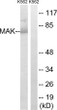 Western blot analysis of lysates from K562 cells, using MAK Antibody. The lane on the right is blocked with the synthesized peptide.