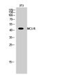 Western blot analysis of 3T3 cells using MC5-R Polyclonal Antibody