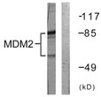 Western blot analysis of lysates from COS7 cells, using MDM2 Antibody. The lane on the right is blocked with the synthesized peptide.