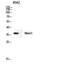 Western blot analysis of K562 lysate using Meis1 antibody. Antibody was diluted at 1:1000. Cells nucleus was extracted STJ94071