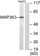 Western blot analysis of lysates from HepG2 cells, using MAP3K3 Antibody. The lane on the right is blocked with the STJ94073