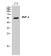 Western blot analysis of 3T3 cells using MMP-8 Polyclonal Antibody Western blot analysis of 3T3 cells using MMP-8 Polyclonal Antibody