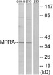 Western blot analysis of lysates from 293 and COLO cells, using MPRA Antibody. The lane on the right is blocked with the synthesized peptide.