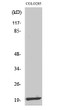 Western blot analysis of various cells using MRP-L12 Polyclonal Antibody STJ94210