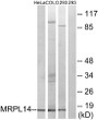 Western blot analysis of lysates from 293, HeLa, and COLO cells, using MRPL14 Antibody. The lane on the right is STJ94212