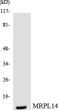 Western blot analysis of the lysates from HUVEC cells using MRPL14 antibody. STJ94212