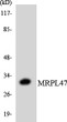 Western blot analysis of the lysates from 293 cells using MRPL47 antibody. STJ94231