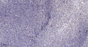 Immunohistochemical analysis of paraffin-embedded human tonsil. 1, Antibody was diluted at 1:200 (4° overnight). 2, STJ94233