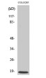 Western Blot analysis of various cells using MRP-L50 Polyclonal Antibody STJ94234