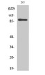 Western blot analysis of various cells using MSK1 Polyclonal Antibody diluted at 1:1000 STJ94267