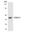 Western blot analysis of the lysates from K562 cells using NDRG4 antibody.