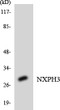 Western blot analysis of the lysates from HepG2 cells using NXPH3 antibody. STJ94424