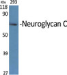 Western blot analysis of various cells using Neuroglycan C Polyclonal Antibody STJ94431