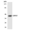 Western blot analysis of the lysates from HUVEC cells using OPN5 antibody. STJ94441