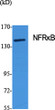 Western Blot analysis of various cells using NFRκB Polyclonal Antibody diluted at 1:500 on cells with nucleus extracted STJ94454