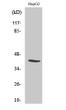 Western Blot analysis of various cells using NF-YA Polyclonal Antibody diluted at 1:1000. Cells nucleus extracted by STJ94455