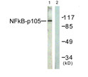 Western blot analysis of lysates from HeLa cells, treated with TNF-a 20ng/ml 5', using NF-kappaB p105/p50 Antibody. The lane on the right is blocked with the synthesized peptide.