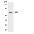 Western blot analysis of the lysates from HeLa cells using NRF1 antibody.