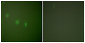 Immunofluorescence analysis of COS7 cells, using OCT2 Antibody. The picture on the right is blocked with the synthesized peptide.