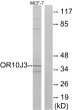 Western blot analysis of lysates from MCF-7 cells, using OR10J3 Antibody. The lane on the right is blocked with the synthesized peptide.