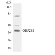Western blot analysis of the lysates from HT-29 cells using OR52E4 antibody.