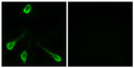 Immunofluorescence analysis of LOVO cells, using OR52E4 Antibody. The picture on the right is blocked with the synthesized peptide.