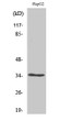 Western blot analysis of various cells using Olfactory receptor 52E4 Polyclonal Antibody diluted at 1：2000