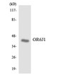 Western blot analysis of the lysates from COLO205 cells using OR6J1 antibody.