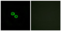 Immunofluorescence analysis of HUVEC cells, using OR8K3 Antibody. The picture on the right is blocked with the synthesized peptide.