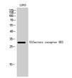 Western blot analysis of LOVO cells using Olfactory receptor 8K3 Polyclonal Antibody