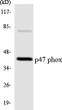 Western blot analysis of the lysates from COLO205 cells using p47 phox antibody.