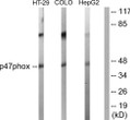 Western blot analysis of lysates from HT-29, COLO205, and HepG2 cells,, using p47 phox Antibody. The lane on the right is blocked with the synthesized peptide.