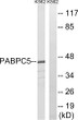 Western blot analysis of lysates from K562 cells, using PABPC5 Antibody. The lane on the right is blocked with the STJ94929